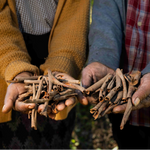 Laskein Wild Cinnamon