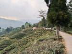 Darjeeling Second Flush, 2026