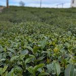 Roasted Alishan Oolong