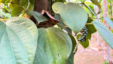 The Black Pepper Farms of North Garo Hills