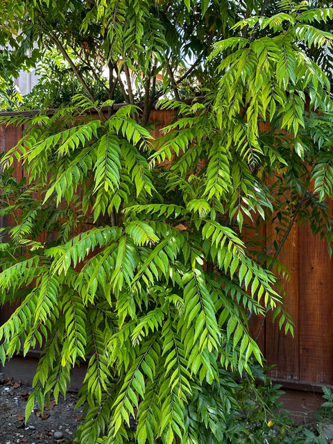 How to Grow a Lush Curry Leaf Tree in 7 Steps