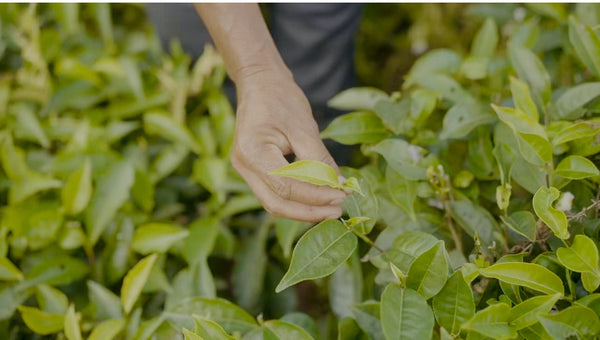 A man plucking green tea leaves