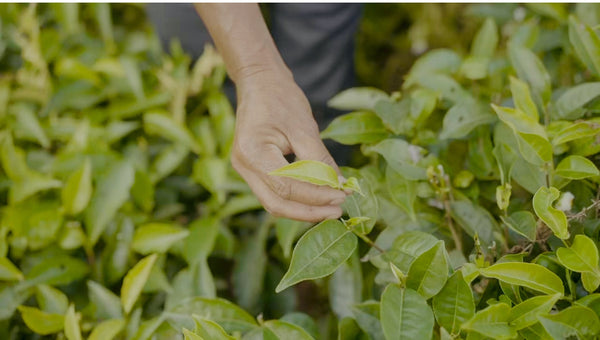 A man plucking green tea leaves