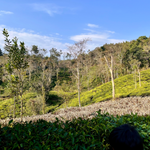 Himalayan Mountain Green