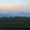 when to drink oolong tea
