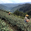 Pinglin Pouchong Oolong Tea - Living Roots