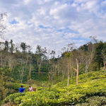 Himalayan Mountain Green