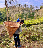 Himalayan Mountain Green