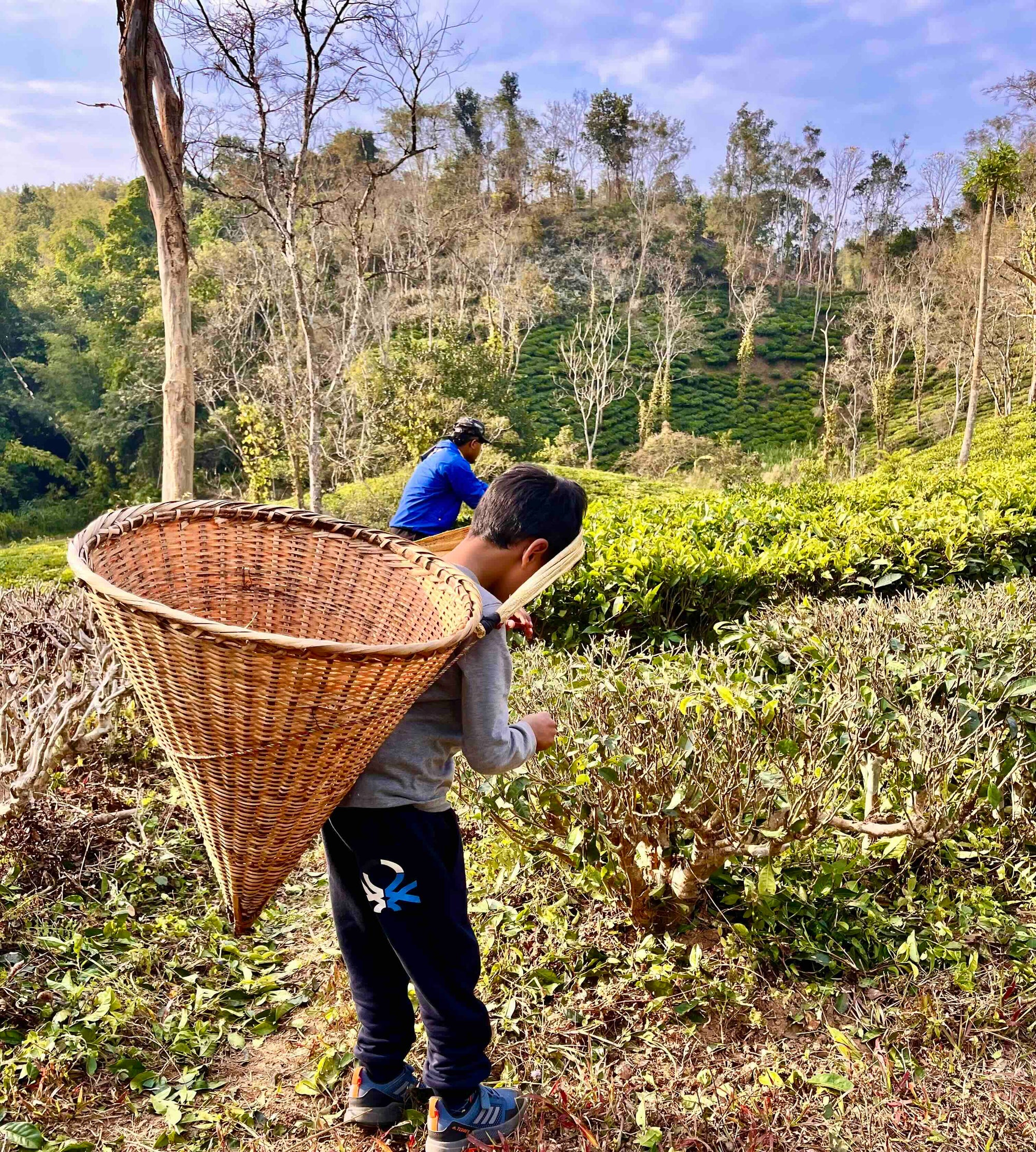 Person carrying a large woven basket in a tea plantation with another person in the background.