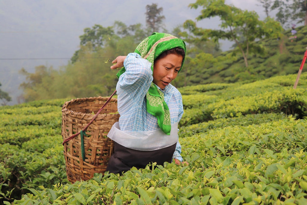 Darjeeling Second Flush 2026 | Single Estate Orange Pekoe