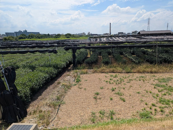 Every batch is carefully roasted and tasted before it ever reaches you.