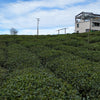 Alishan High Mountain Oolong Tea - Living Roots
