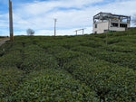 Alishan High Mountain Oolong