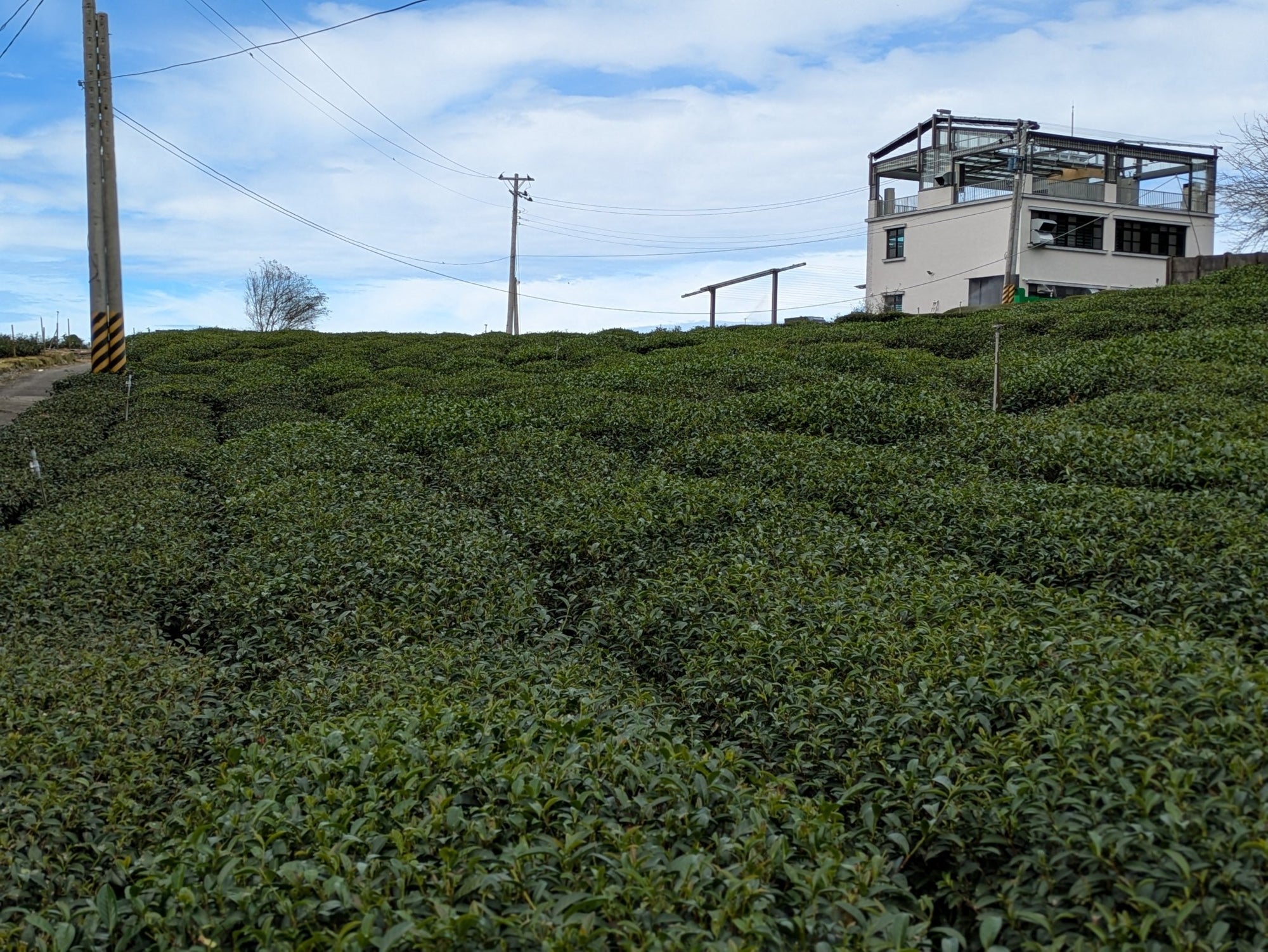 Alishan High Mountain Oolong Tea - Living Roots