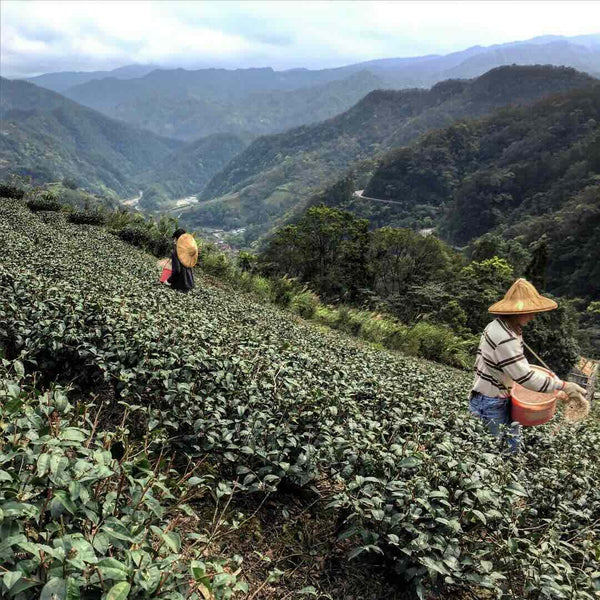 Our teas come from smallholder farmer families preserving generations of craft