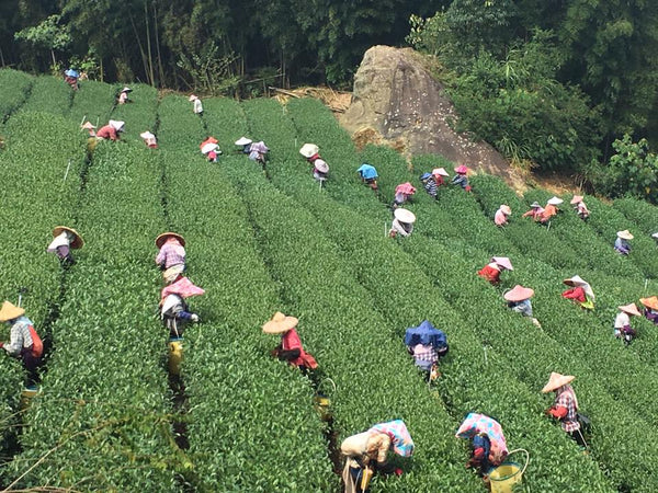 We personally visit every farm we source from, learning the craft firsthand.