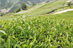 Yushan High Mountain Oolong Tea