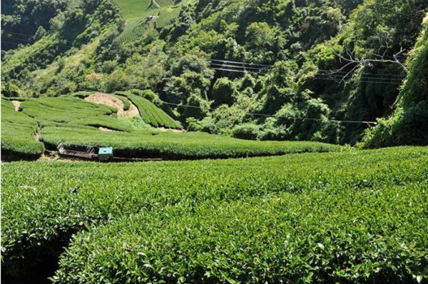 Yushan High Mountain Oolong Tea