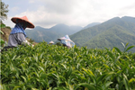 Yushan High Mountain Oolong Tea